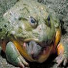 golias_o_maior_sapo_do_mundo_