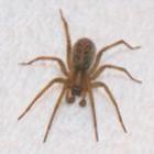 quais_sao_as_aranhas_mais_venenosas_do_mundo