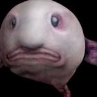 os_animais_mais_estranhos_do_mundo