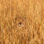 as_impressionantes_camuflagens_animais