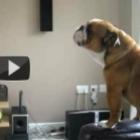 cachorro_imitando_elefante
