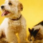 qual_bicho_de_estimacao_e_mais_caro_manter_gato_ou_cachorro