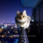 o_que_aconteceria_se_todos_os_gatos_do_mundo_desaparecessem