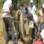 anaconda_vejam_o_tamanho_desta_cobra_encontrada_no_brasil