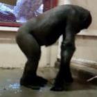 Sensacional video de gorila dançando Break no Zoológico de Calgary
