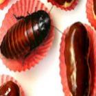 _chocolate_contem_pedacos_de_barata