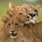 as_imagens_mais_encantadoras_de_animais