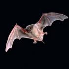 Curiosidades e características dos morcegos