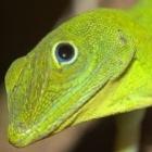 anolis_evermanni_um_lagarto_inteligente_