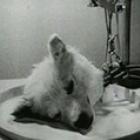 top_10_bizarros_experimentos_cientificos