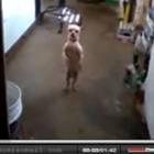 conhecam_chihuahua_dancarino_ele_e_um_show