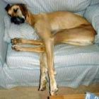 levo_uma_vida_de_cachorro