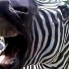 uma_zebra_uma_foca_e_um_bode_gritando_que_nem_gente