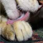 eu_adoro_quando_meu_gato_fica_me_wait_