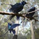 dinossauro_tinha_pena_iridescente_ha_130_milhoes_de_anos