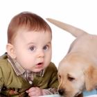 descobrindo_como_os_animais_afetam_o_emocional_das_criancas