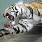 Por pedaço de carne, tigresa mergulha em piscina