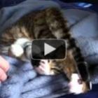 gato_contorsionista