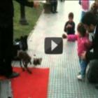 fantoche_de_cachorro