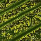 alimentos_visto_pelo_microscopio