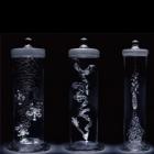 Organismos de Vidro, as Incríveis Esculturas de Mika Aoki