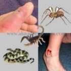 acidentes_por_animais_peconhentos_o_que_fazer_no_primeiro_instante