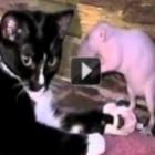 bizarro_gato_e_rato_se_dao_muito_bem