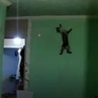 o_gato_do_homem_aranha