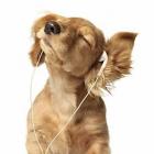 conheca_o_tratamento_para_surdez_de_animais_em_botucatusp