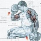 biceps__rosca_sentada_com_rotacao
