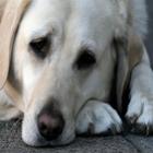 pra_voce_que_abandona_animais