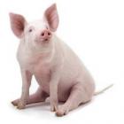 cuide_bem_do_seu_bacon_quer_dizer_porquinho