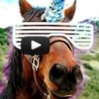 cavalo_tunado
