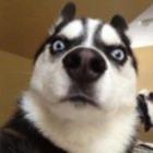 brincando_com_o_cachorrinho