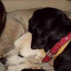 quando_um_animal_de_estimacao_vai_embora&hellip;