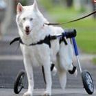  Cachorro com paralisia ganha nova vida
