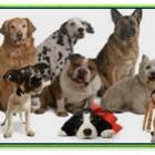 cuidados_importantes_para_comprar_seu_cao_[filhote_de_cachorro]