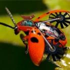 photoshop_criando_novas_especies_de_animais
