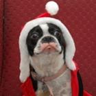 dog_noel