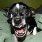 assaltantes_fogem_de_chihuahua_corajoso