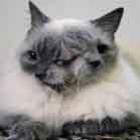 gato_de_duas_caras_bate_recorde_