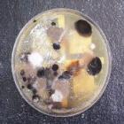 os_microbios_que_produzem_eletricidade__