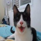 _tifa_a_gatinha_que_pensa_que_e_um_cachorro