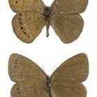 borboleta_e_surpresa_na_devastada_mata_atlantica