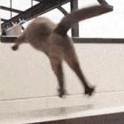o_gato_suicida