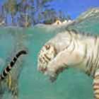 tigres_nadadores_sao_atracao_em_zoo_de_san_francisco