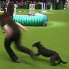 como_fazer_um_cachorro_acabar_com_um_evento&hellip;