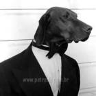 animais__uso_de_roupa_pode_ser_perigoso