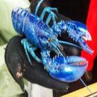 Espécie rara de lagosta azul é encontrada por pescador no Canadá