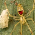 Aranha que tem uma cara feliz no trazeiro